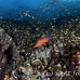 anthias_lr_mb_h_0557_png3104.jpg